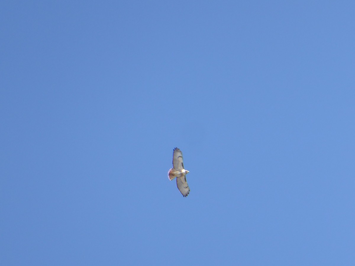 Red-tailed Hawk - ML615360763
