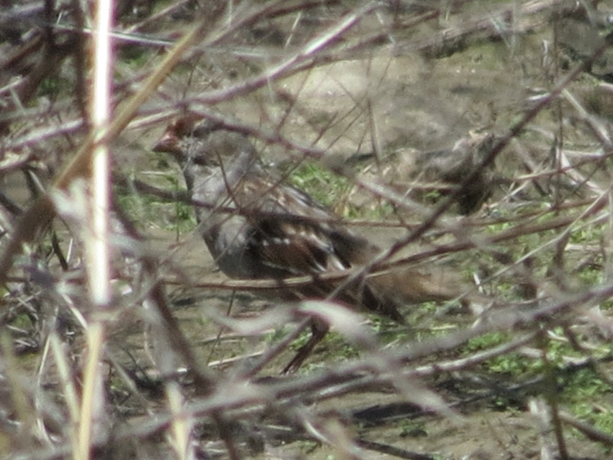 White-crowned Sparrow (leucophrys) - Port of Baltimore