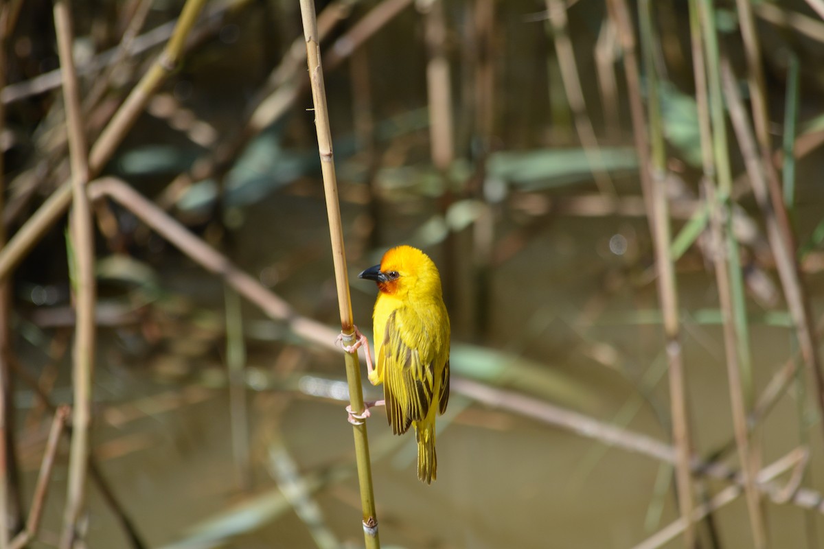 Southern Brown-throated Weaver - ML615360824