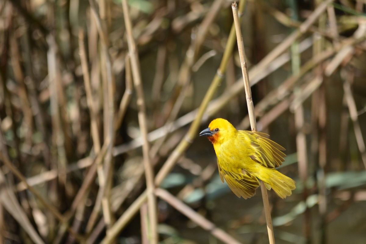 Southern Brown-throated Weaver - ML615360826