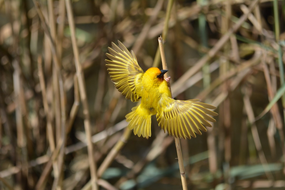 Southern Brown-throated Weaver - ML615360827