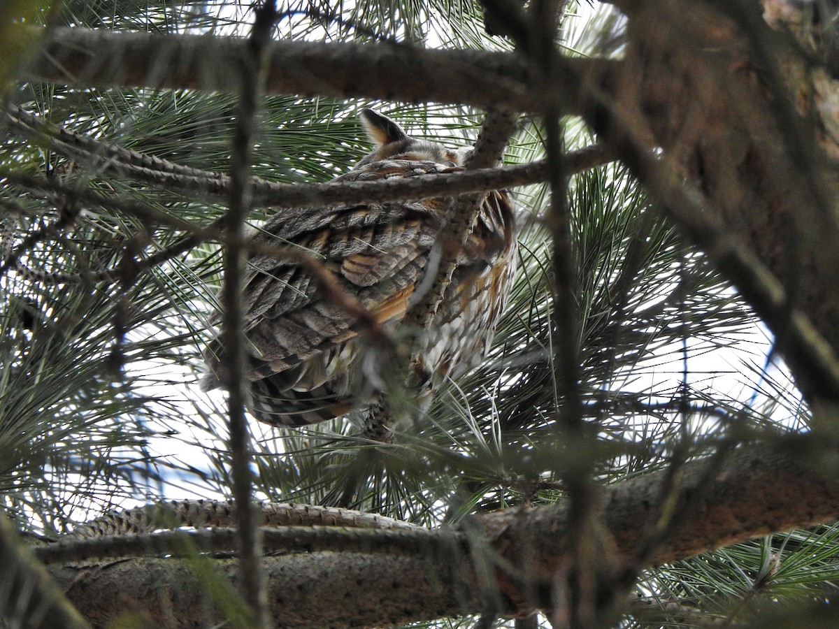 Long-eared Owl - ML615360843