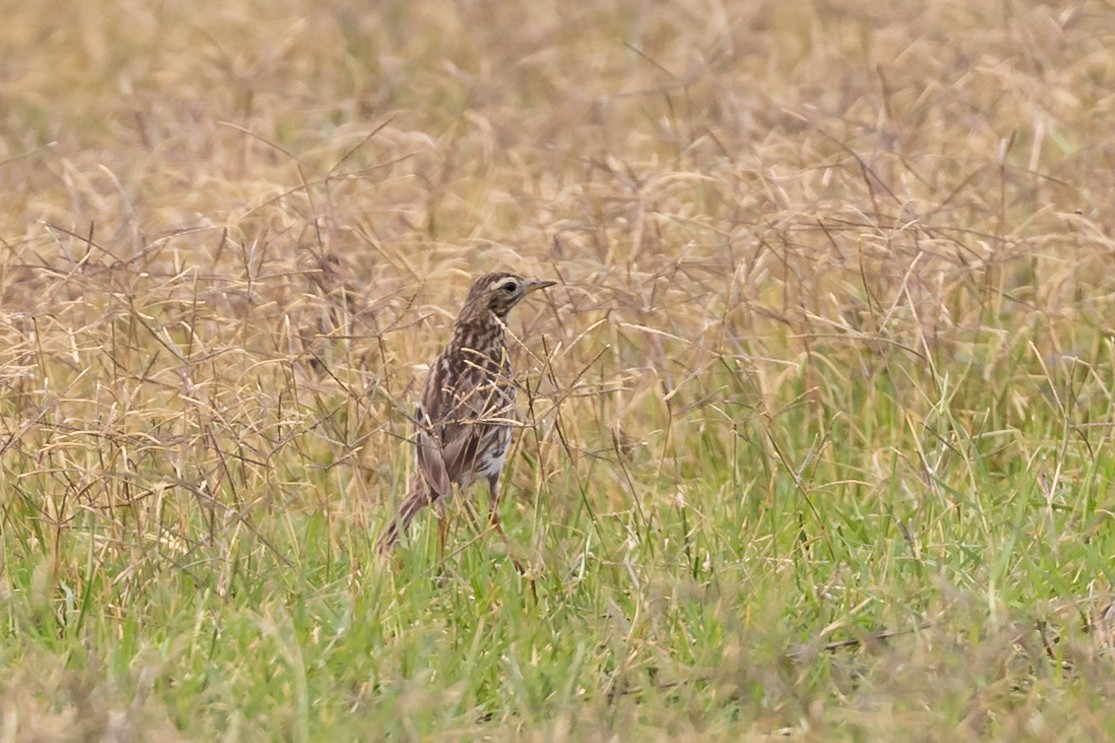 Red-throated Pipit - ML615360866