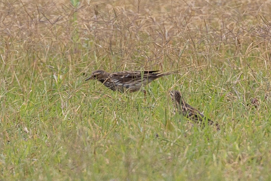 Red-throated Pipit - ML615360867
