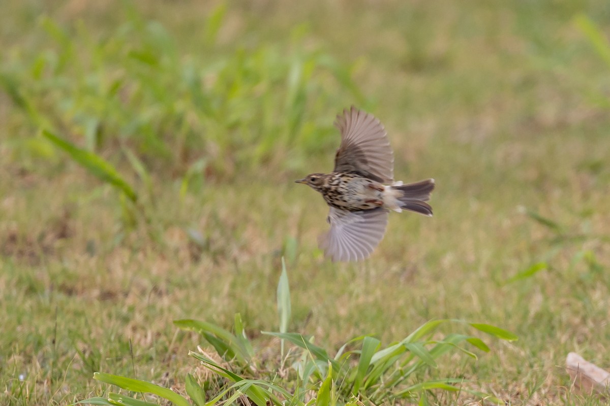 Red-throated Pipit - ML615360868