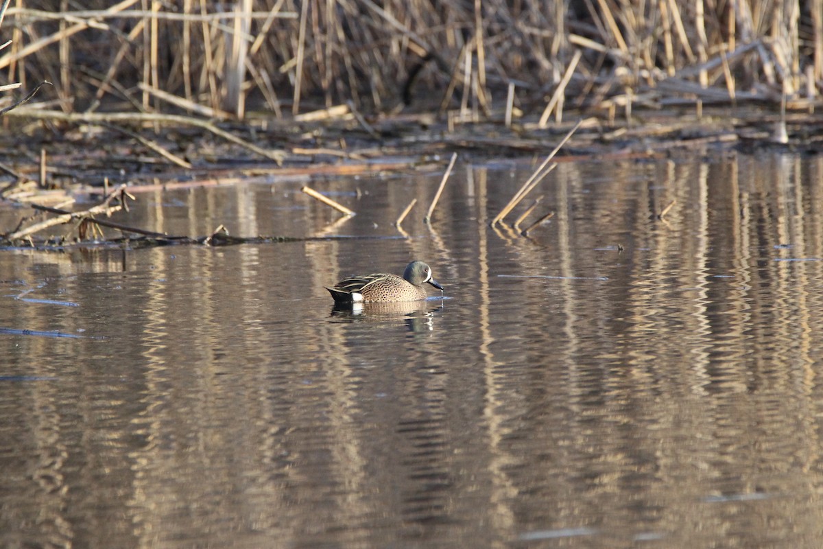 Blue-winged Teal - ML615361025