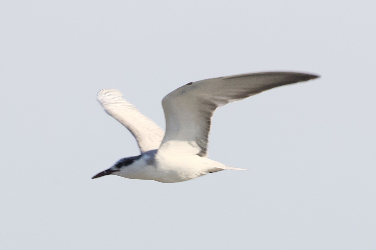 Whiskered Tern - Stan Lilley