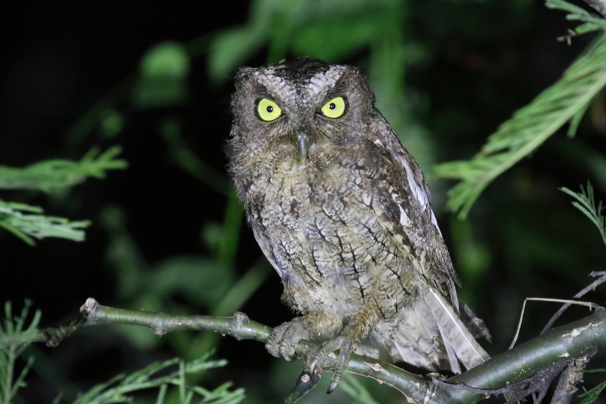 Peruvian Screech-Owl - ML615361170