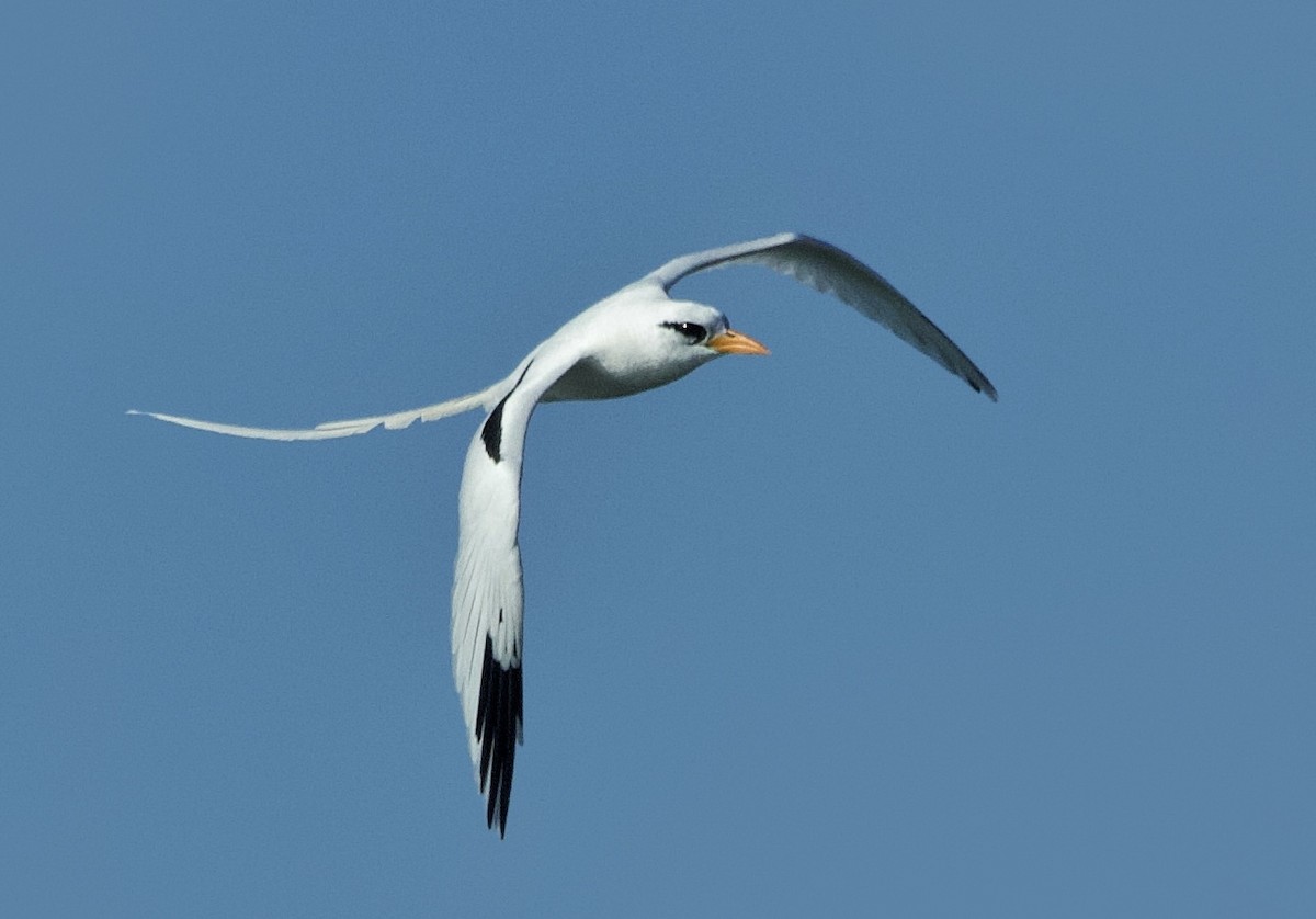 White-tailed Tropicbird - ML615361334