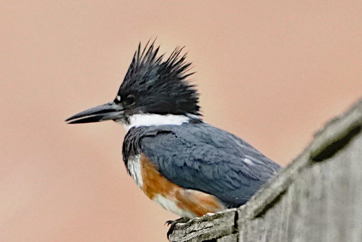 Belted Kingfisher - ML615361450