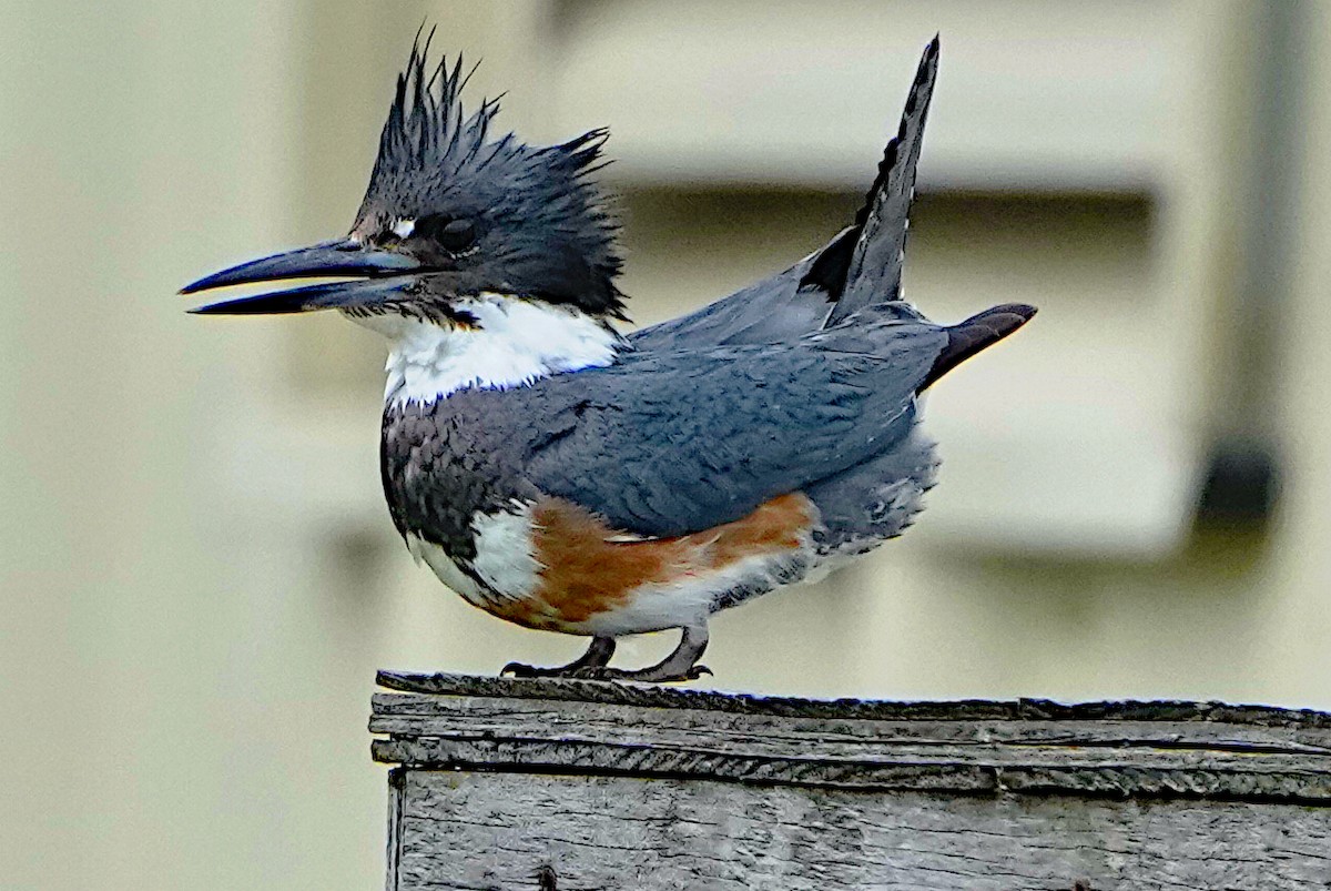 Belted Kingfisher - ML615361451
