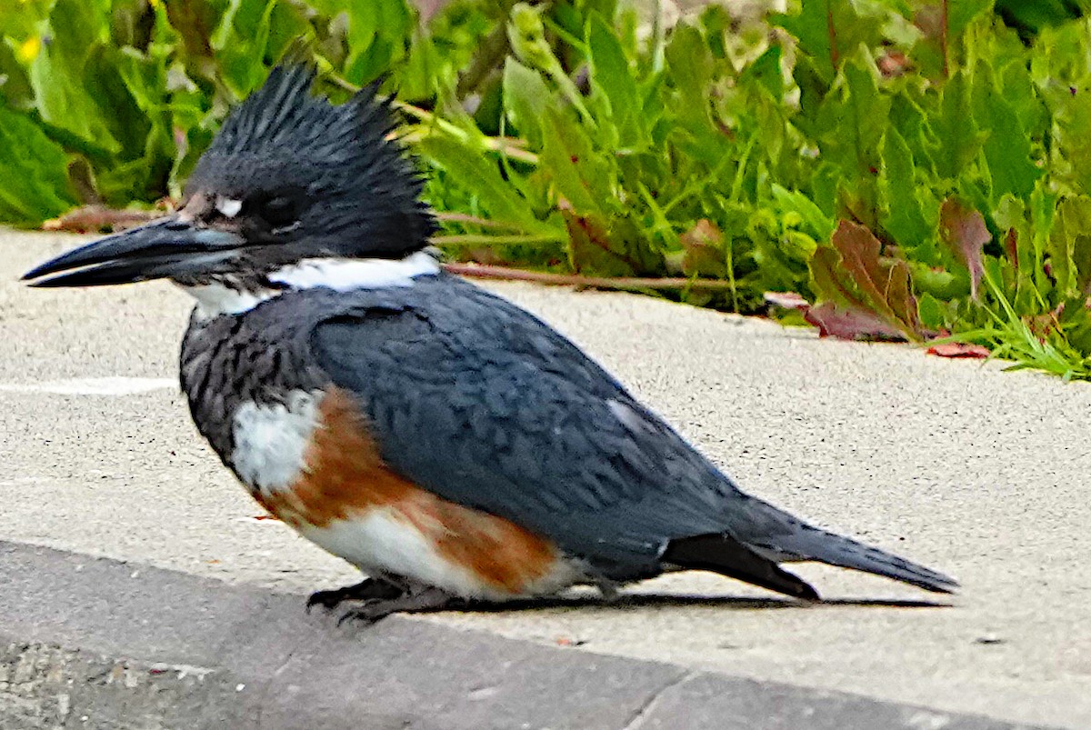 Belted Kingfisher - ML615361452