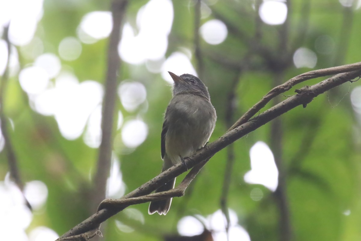 Gray-breasted Flycatcher - ML615361597