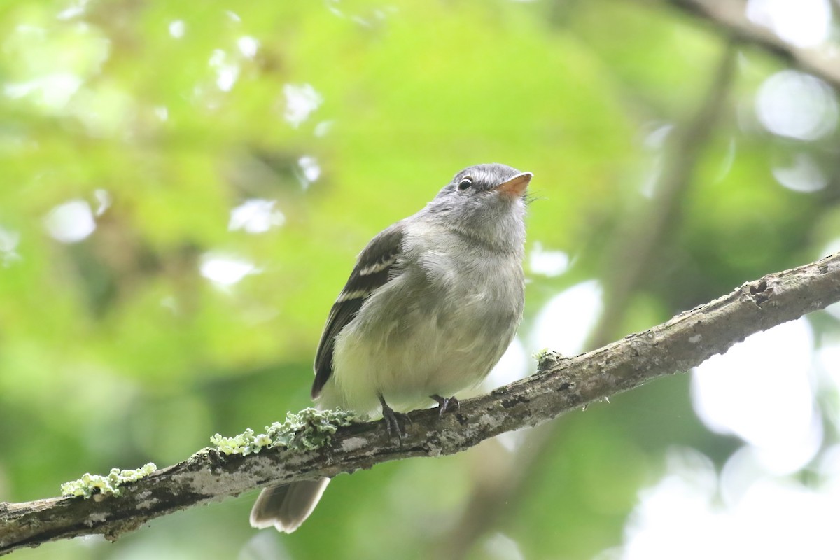 Gray-breasted Flycatcher - ML615361636