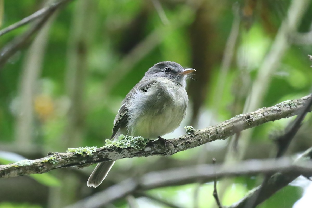 Gray-breasted Flycatcher - ML615361652