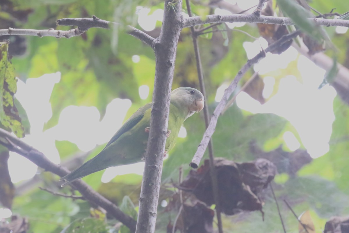Gray-cheeked Parakeet - Jildert Hijlkema