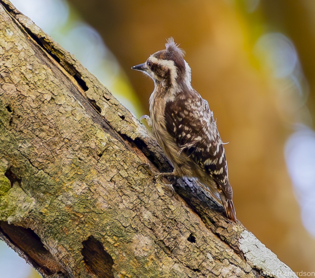 Sunda Pygmy Woodpecker - ML615361817