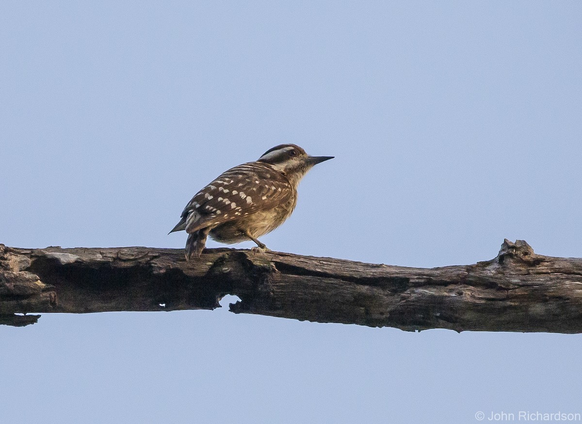 Sunda Pygmy Woodpecker - ML615361820
