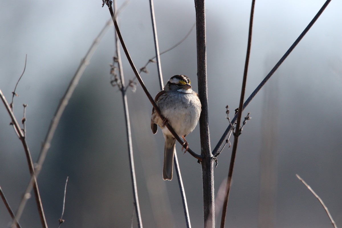 White-throated Sparrow - ML615361858