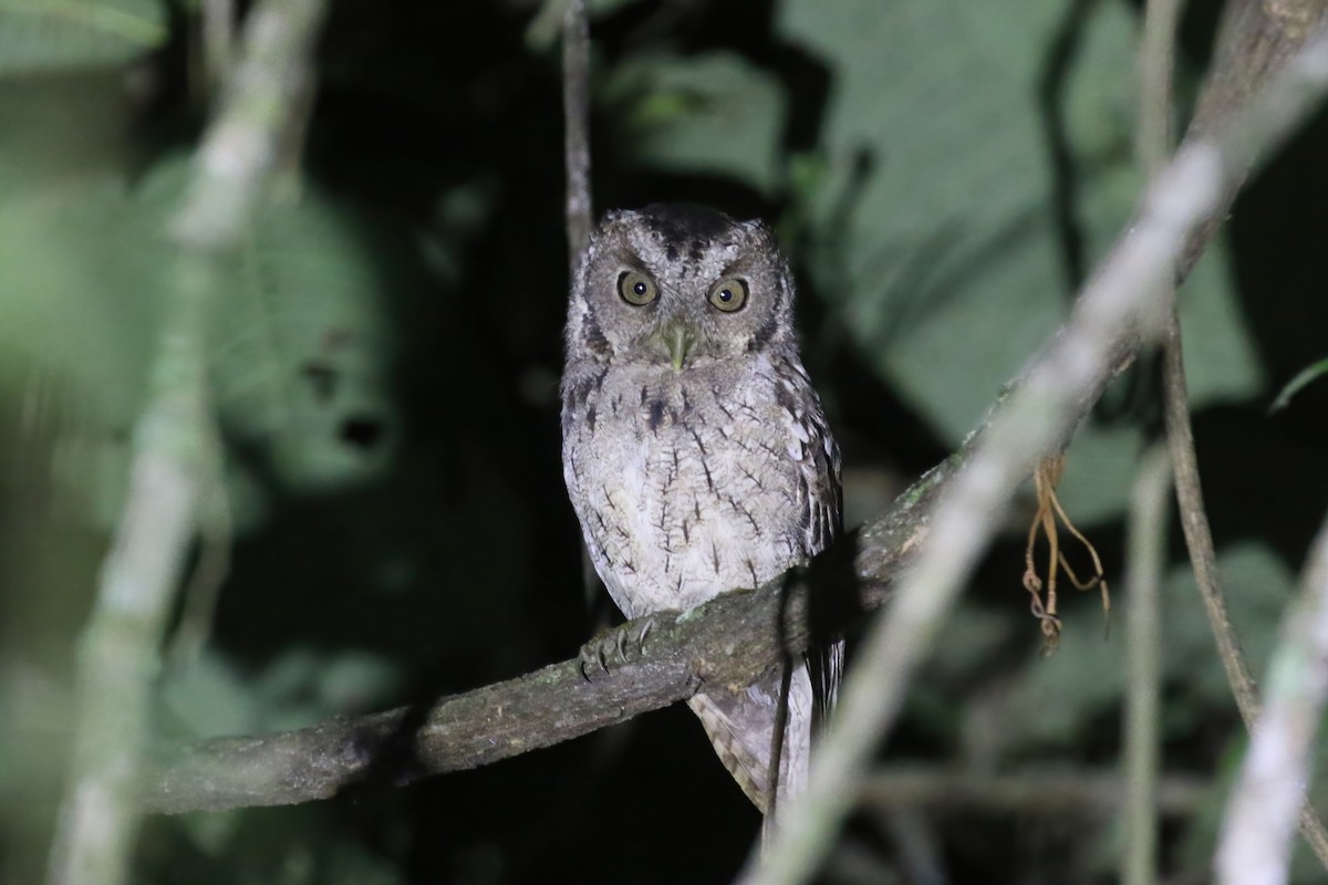 Peruvian Screech-Owl - ML615362019