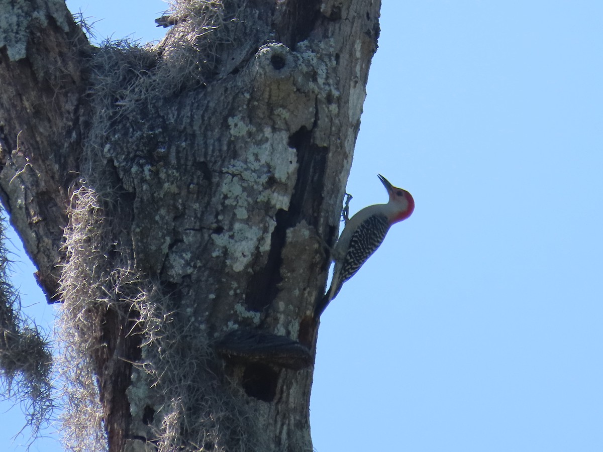 Red-bellied Woodpecker - Ardea Thurston-Shaine