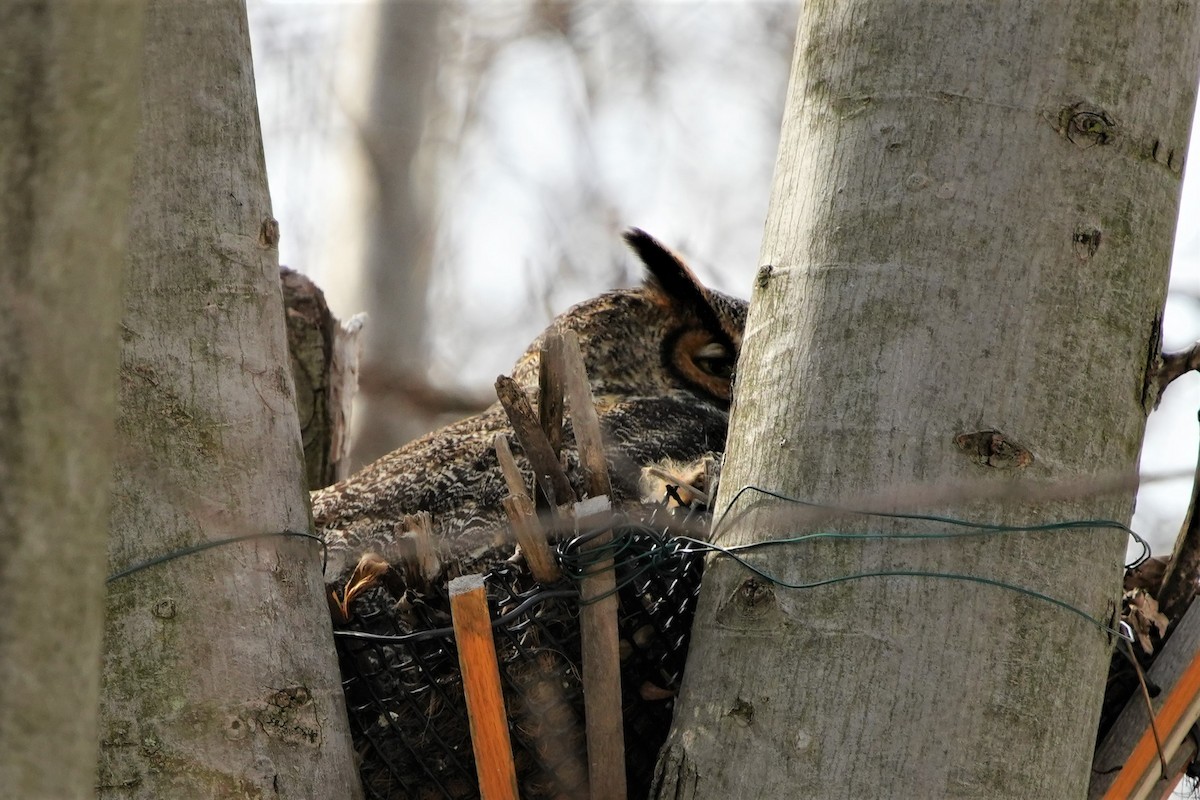 Great Horned Owl - ML615362040