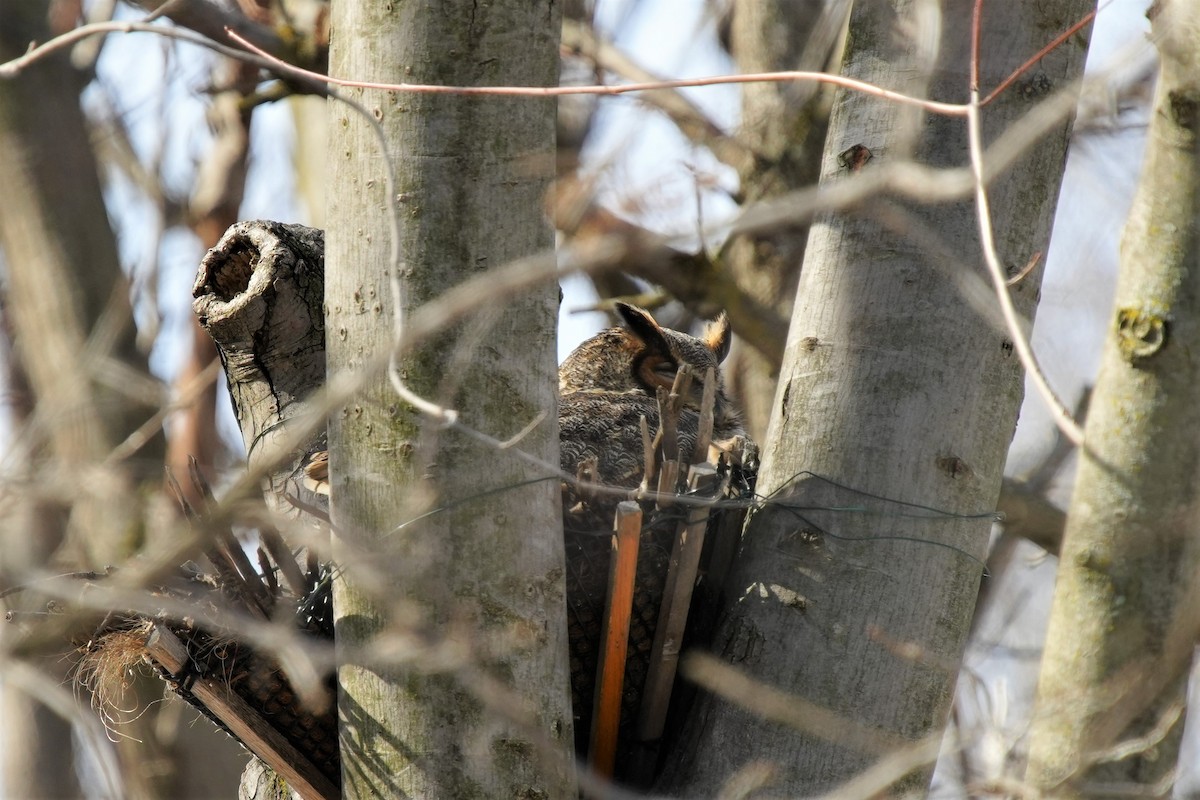 Great Horned Owl - ML615362054