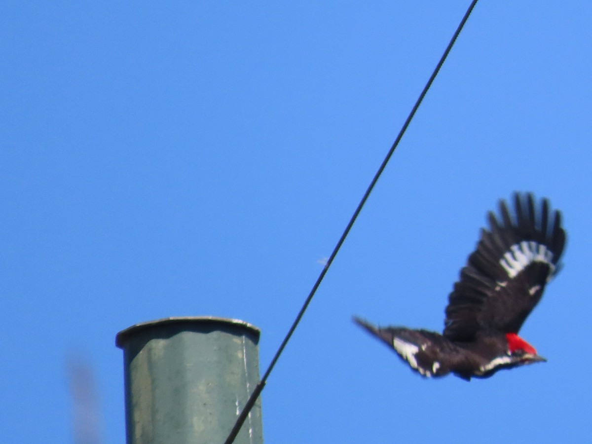 Pileated Woodpecker - ML615362076