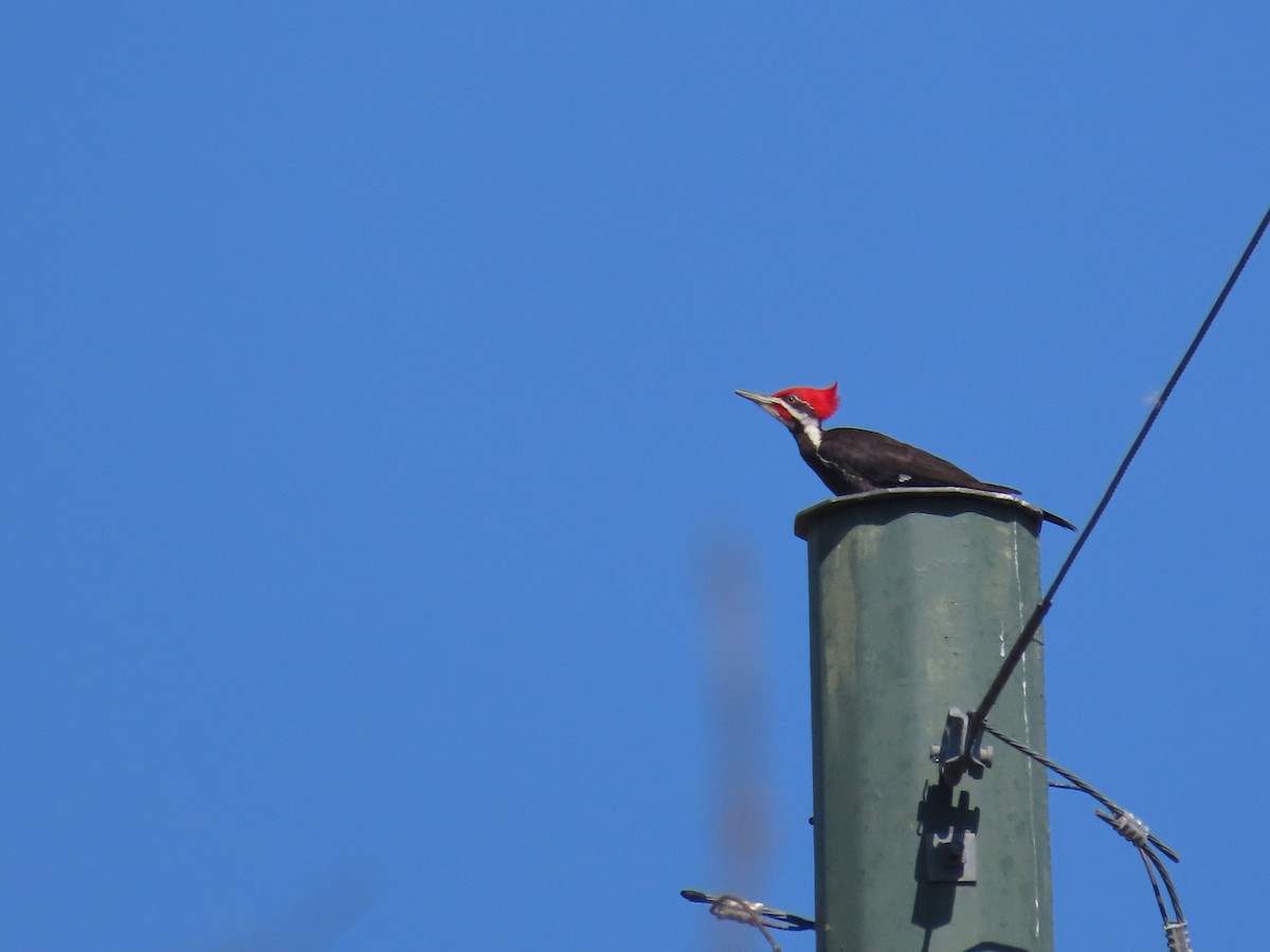 Pileated Woodpecker - ML615362077