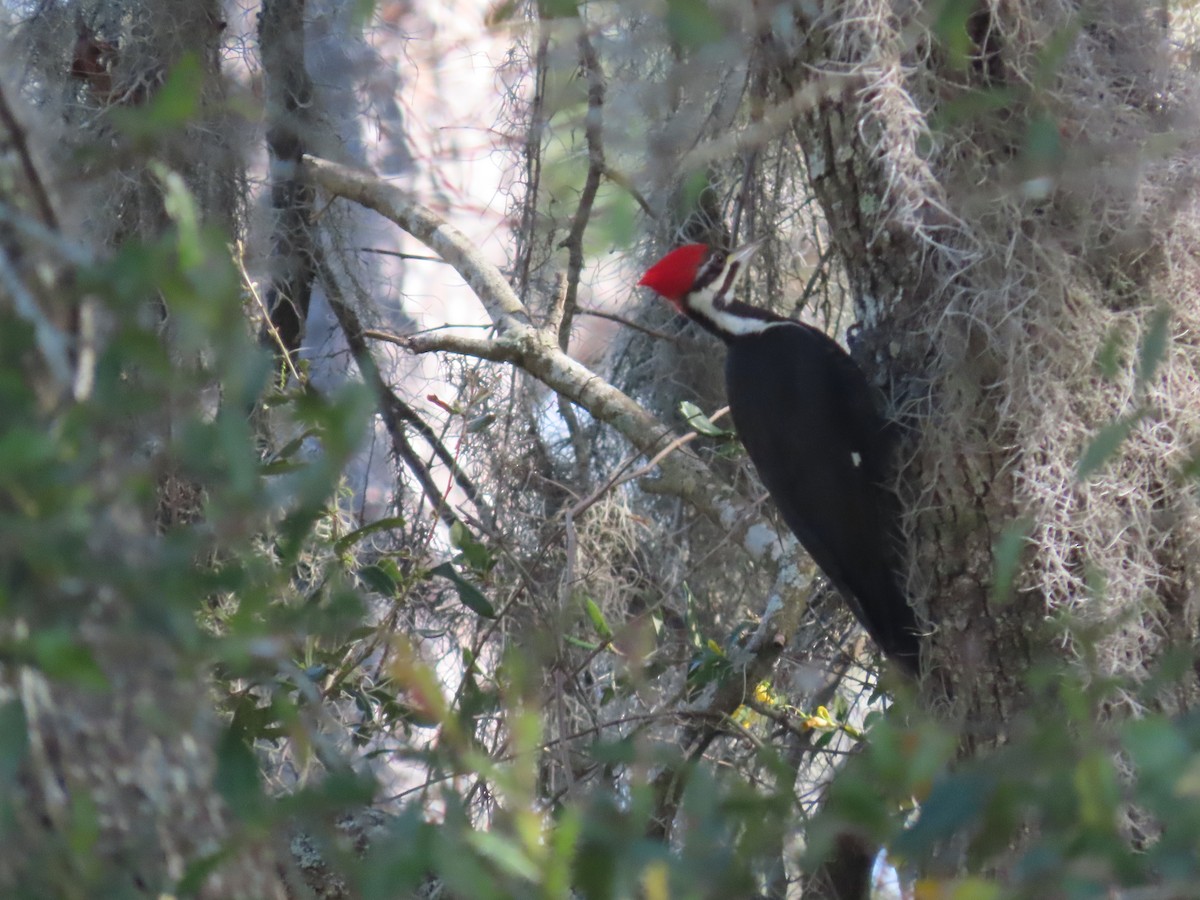Pileated Woodpecker - ML615362082