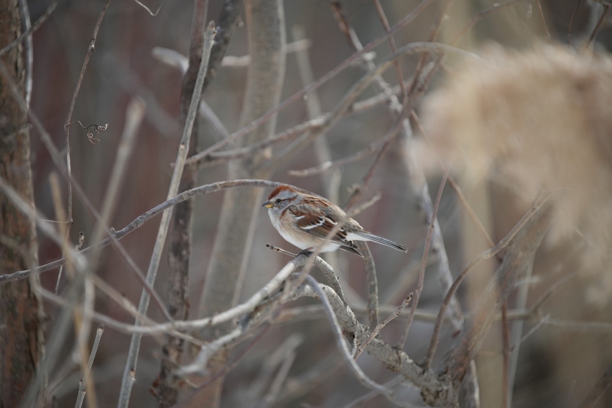 American Tree Sparrow - ML615362098