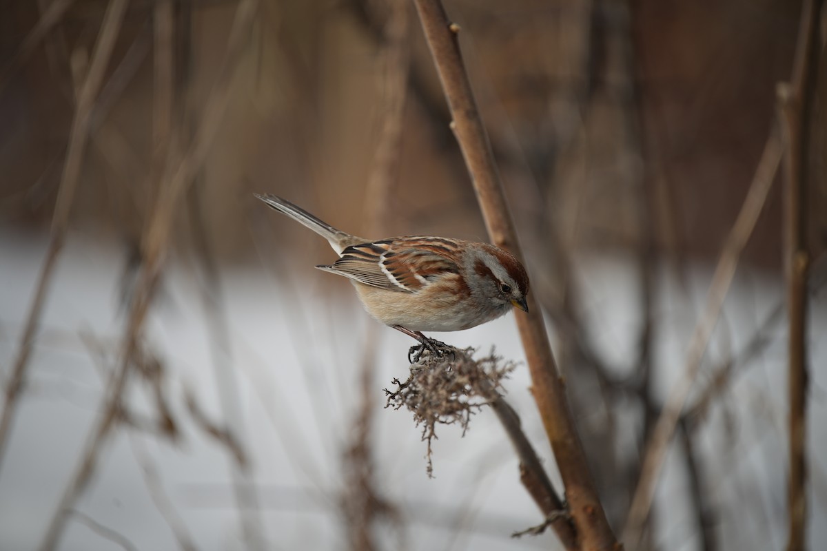 American Tree Sparrow - ML615362112
