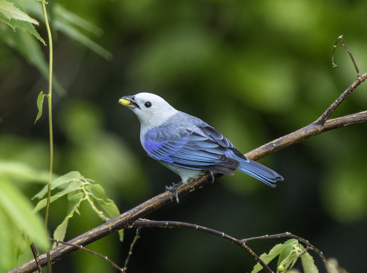 Blue-gray Tanager - ML615362505