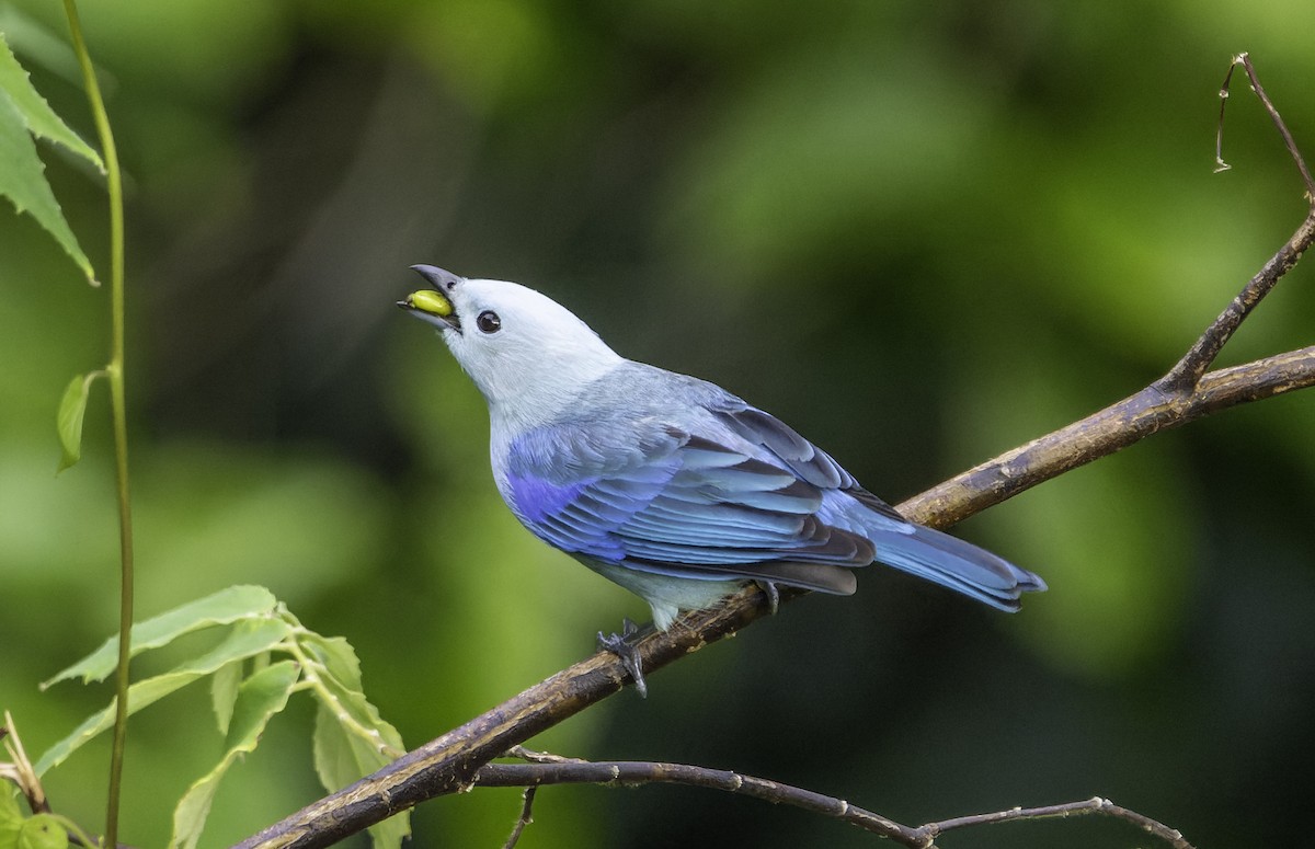 Blue-gray Tanager - ML615362507