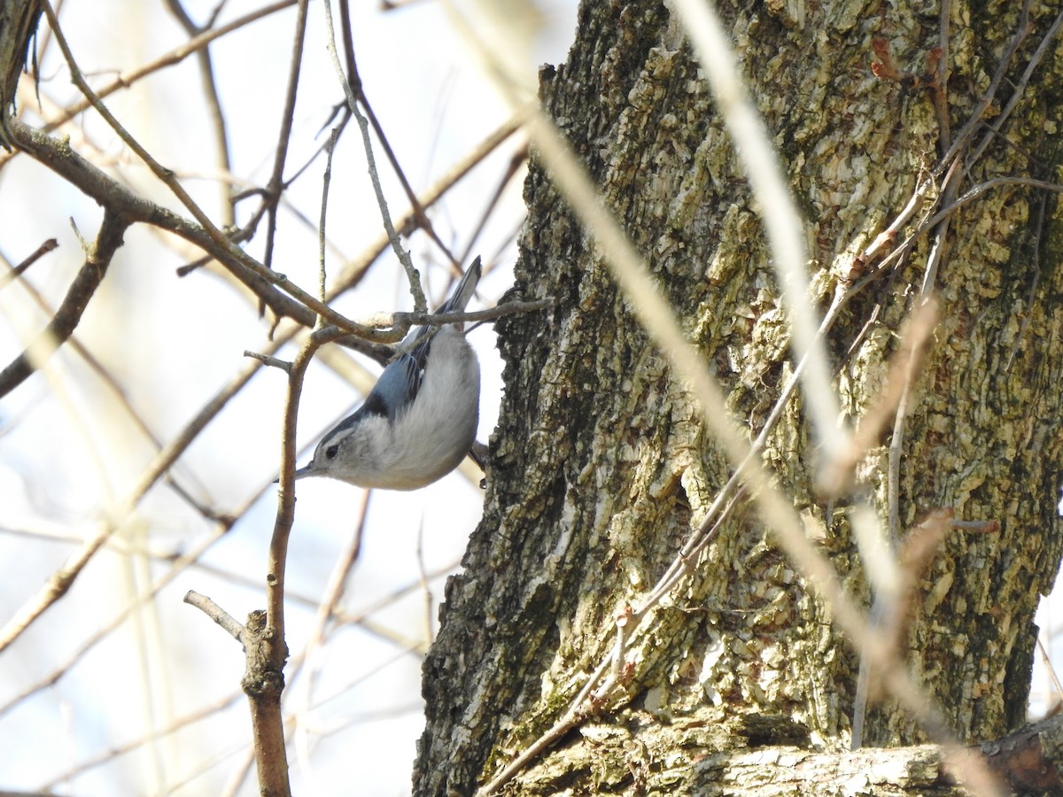 White-breasted Nuthatch - ML615362627