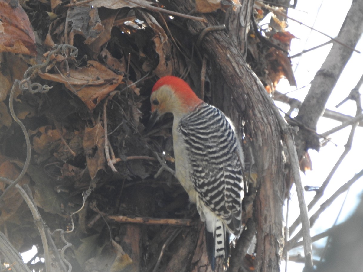 Red-bellied Woodpecker - ML615362676