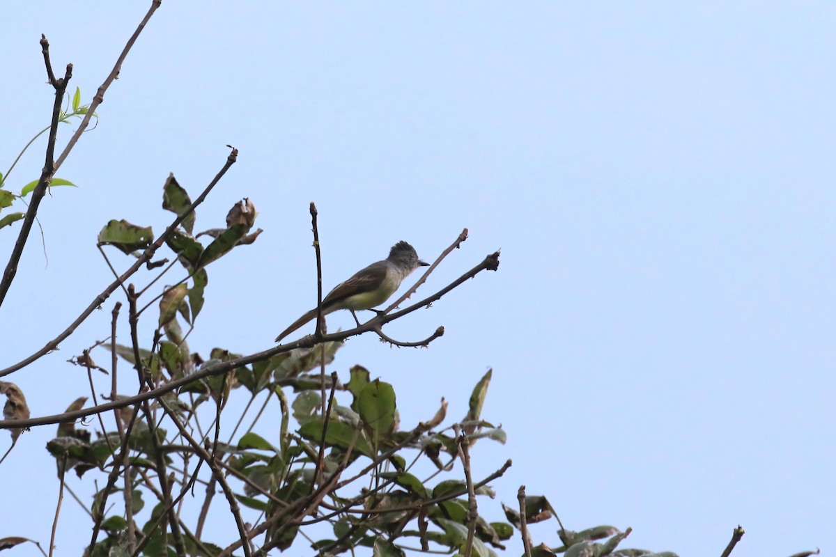 Sooty-crowned Flycatcher (phaeocephalus) - ML615362683