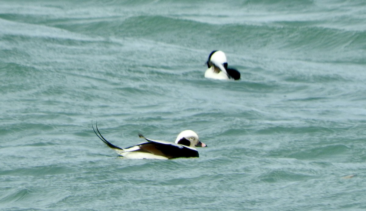 Long-tailed Duck - ML615362820