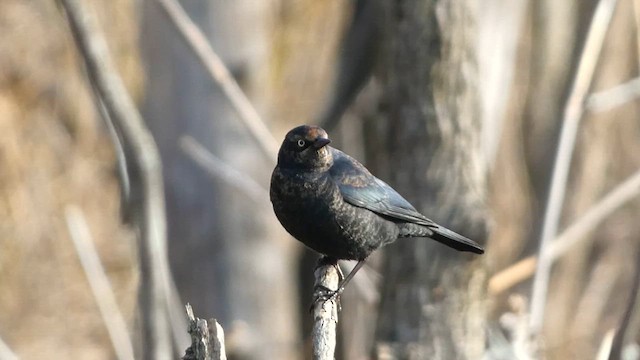 Rusty Blackbird - ML615363019