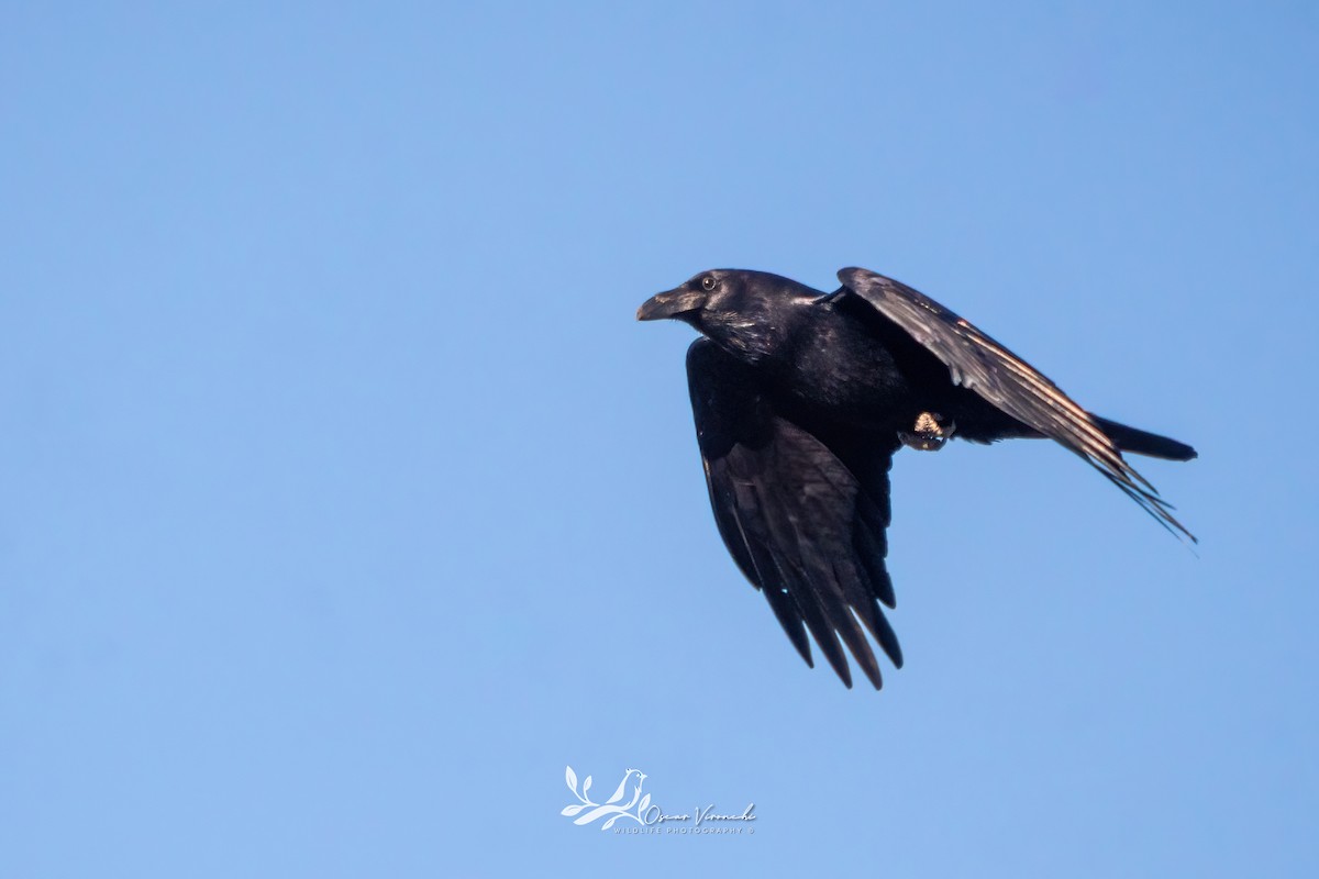 Common Raven - ML615363060