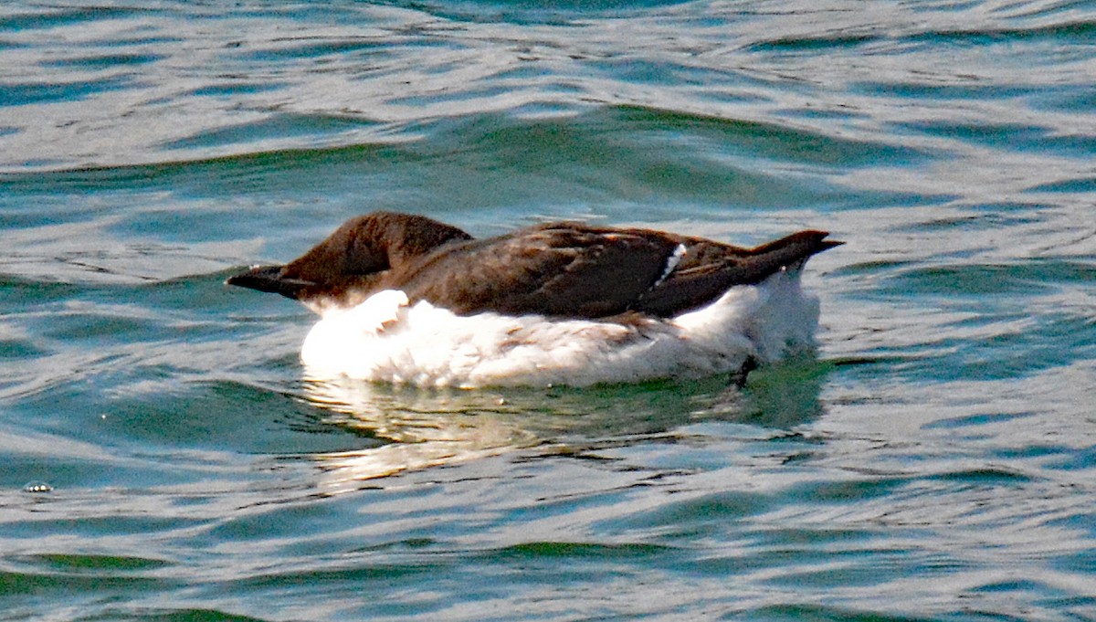 Thick-billed Murre - ML615363070