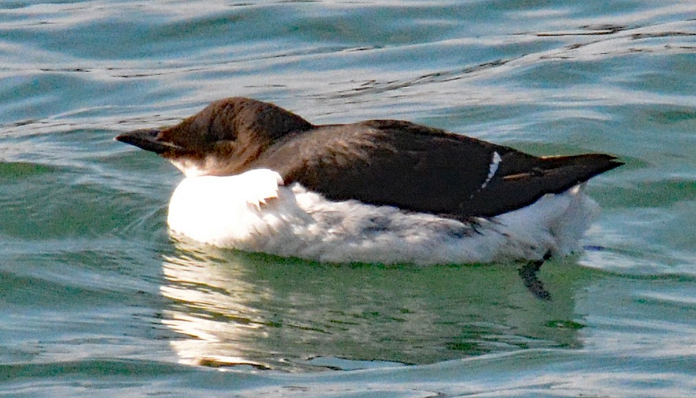 Thick-billed Murre - ML615363071