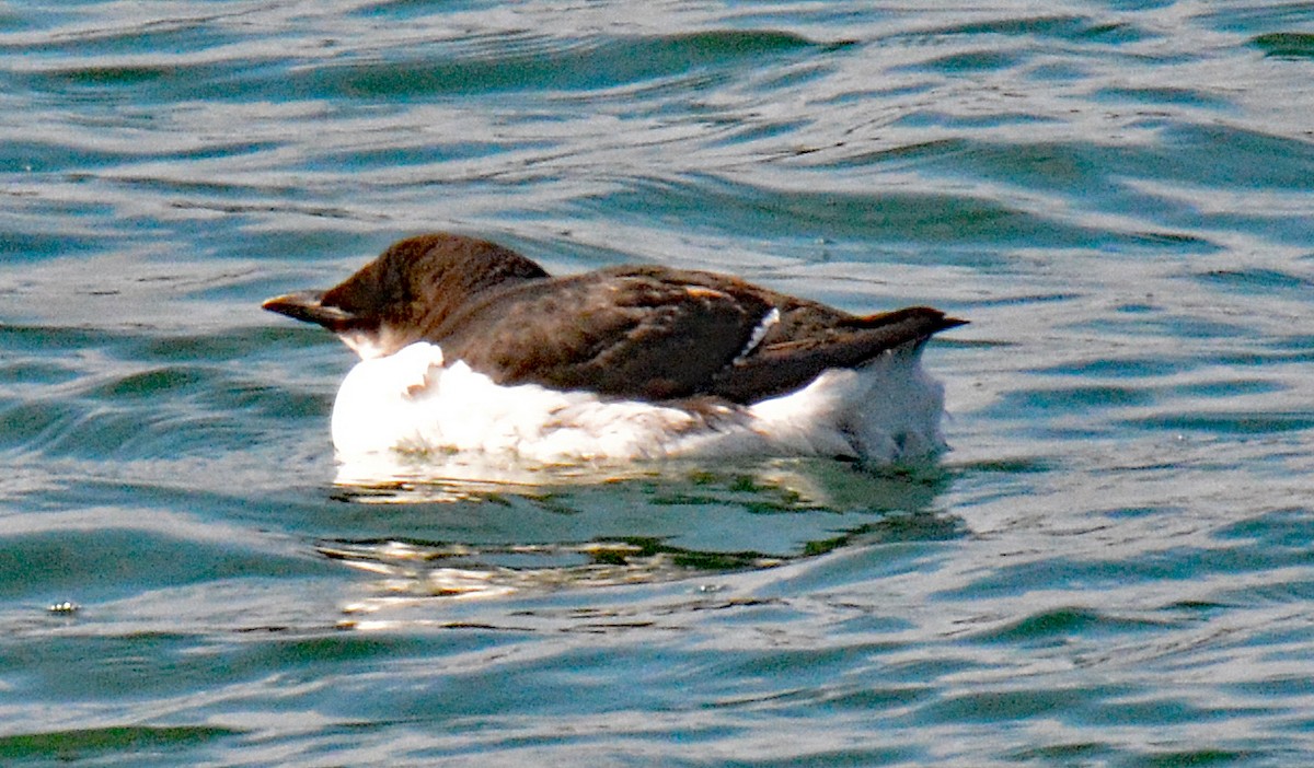 Thick-billed Murre - ML615363072