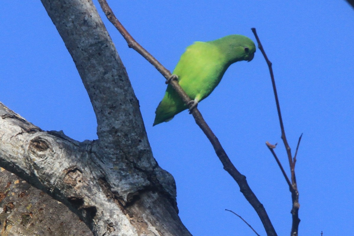 Mexican Parrotlet - ML615363119