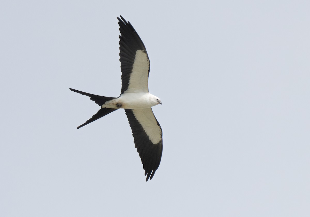 Swallow-tailed Kite - ML615363217