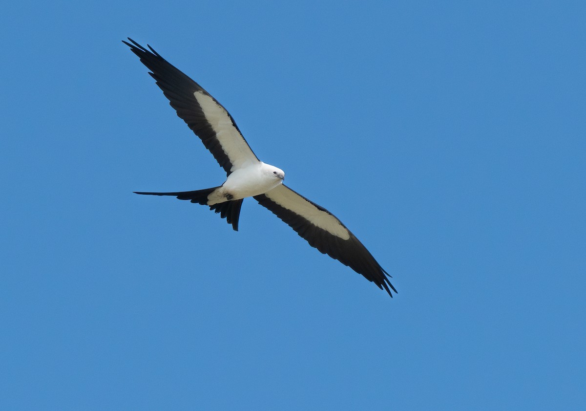 Swallow-tailed Kite - ML615363218