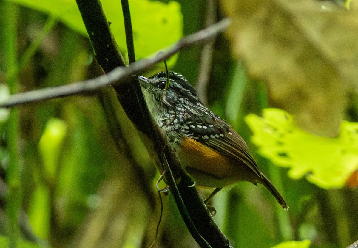 Peruvian Warbling-Antbird - ML615363309