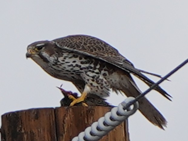 Prairie Falcon - ML615363339