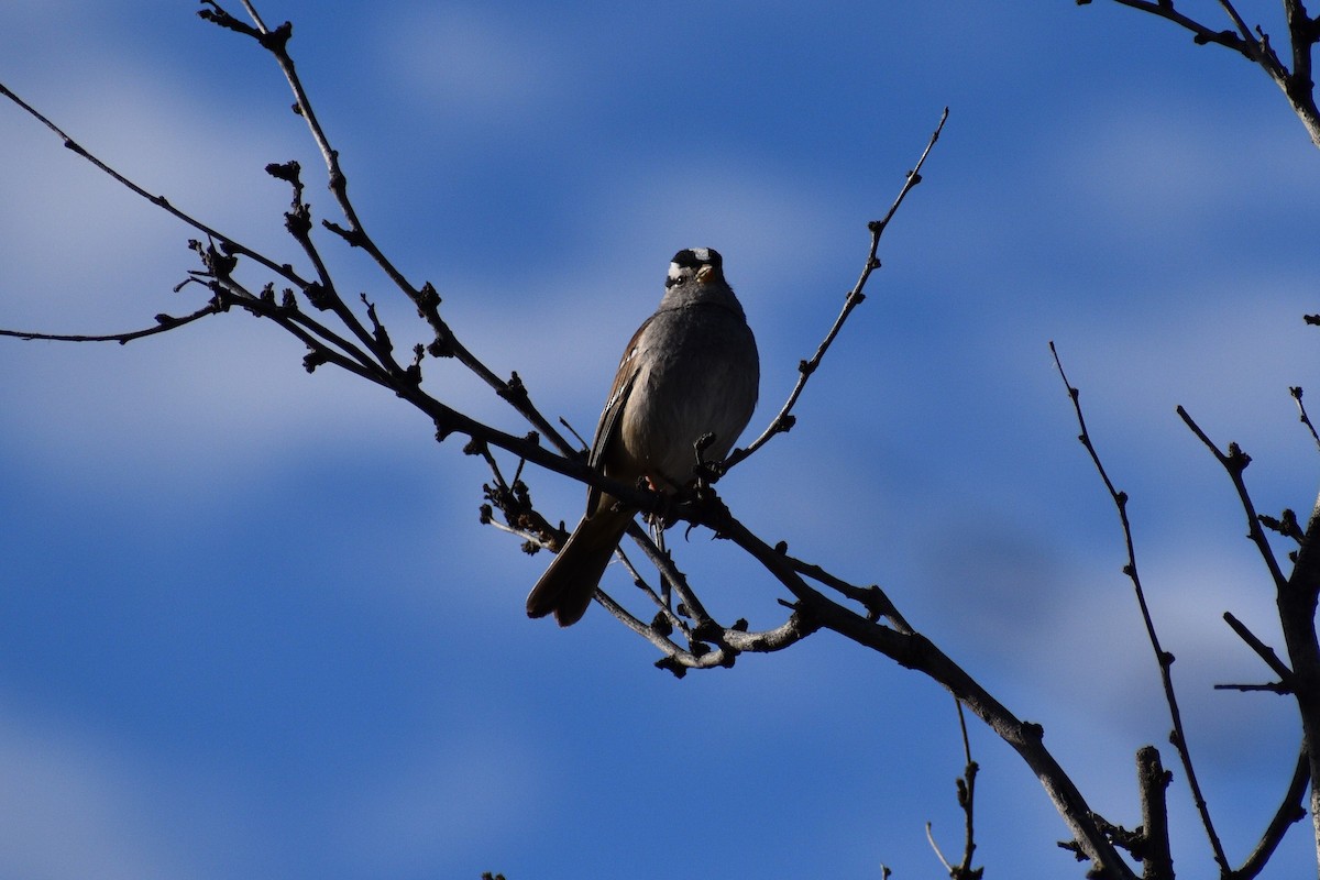 White-crowned Sparrow - ML615363417