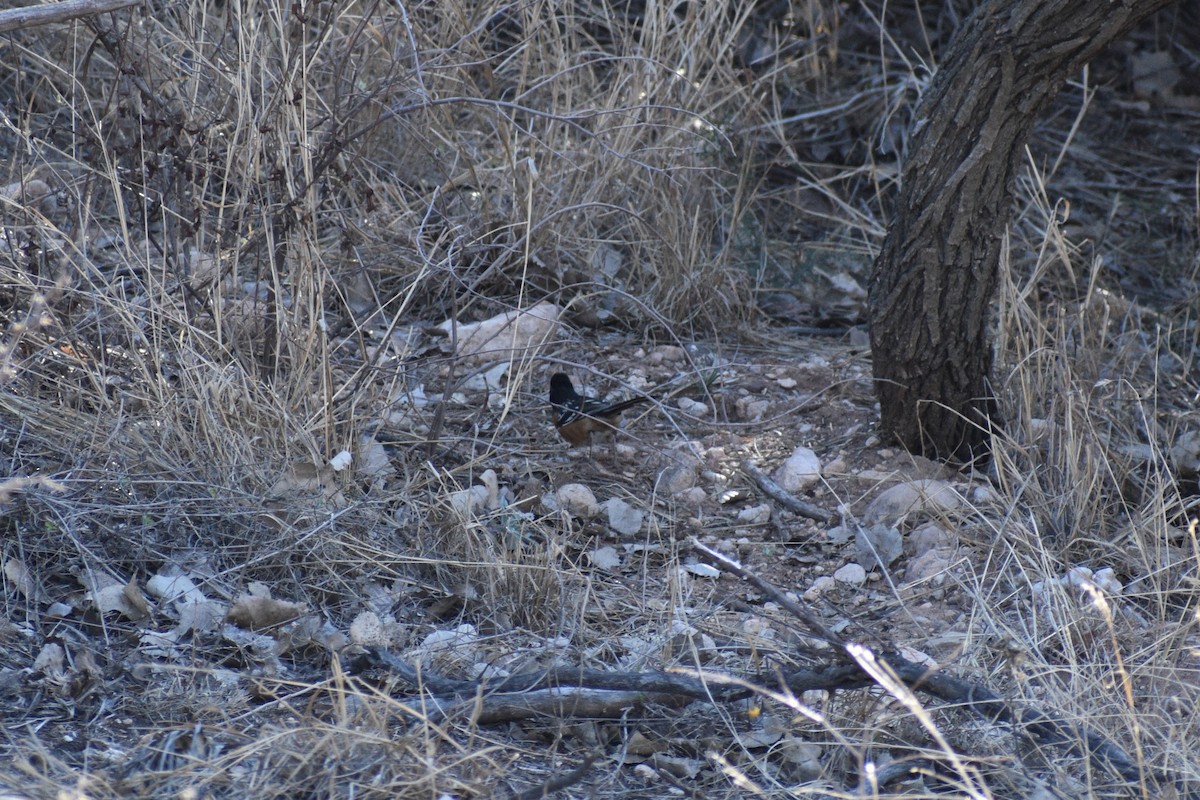 Spotted Towhee - ML615363444